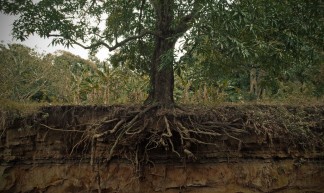 Cross section of a trees' roots * Flickr Explore - Aaron Escobar