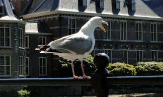 PVV - Bas Bogers