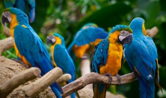 Macaws - Arist Xiong