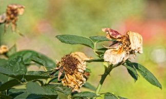 Wilted flowers - Jon Scally