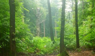 Alley Beech Wood - Nelis Zevensloot