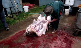 Pig Slaughter - Edward Dick