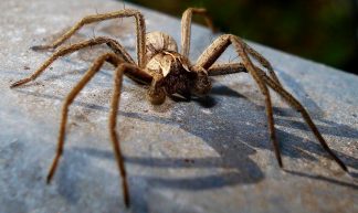 Spider - Mick Talbot