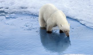 I'm Not A Bad Looking Bear After All - Christopher Michel