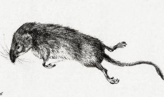 Death mouse (1822) by Jean Bernard (1775-1883). Original from The Rijksmuseum. Digitally enhanced by rawpixel. - Rawpixel Ltd