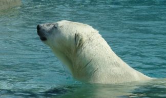 Polar Swim - Roger Ahlbrand