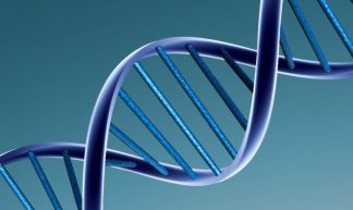 DNA model - Caroline Davis2010