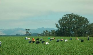 Workers Picking Strawberries - Donna Sutton