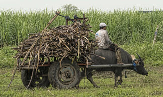 Harvest Time - Sugar Cane Philippines - Brian Evans