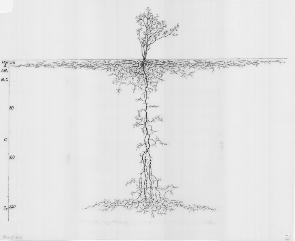 Gedetailleerde tekening van het wortelstelsel van de zomereik. De boom zelf is nog geen meter lang, de diepte van de wortels 250 cm. 