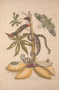 Flickr Biodiversity Heritage Library n23 w1150 Metamorphosis insectorum surinamensium public domain