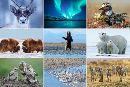 Vakantiebeurs The_Arctic _collage © foto Florian Schulz