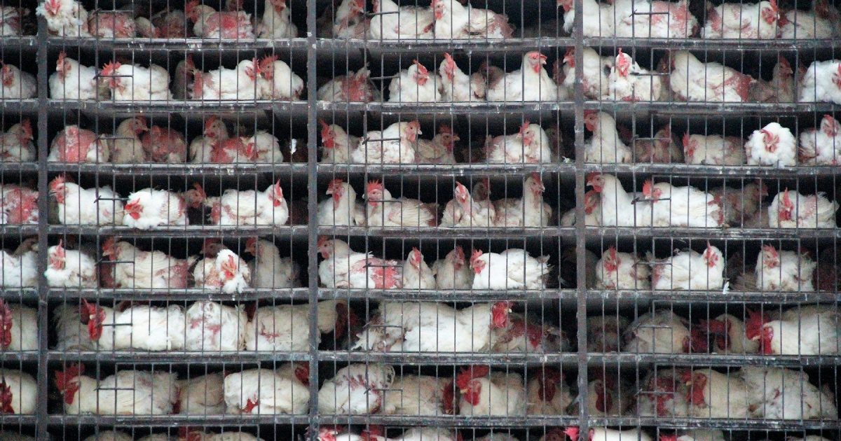 Dierenwelzijn: de rotte appels krijgen na 13 jaar inflatiecorrectie